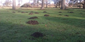 MPC Pest Control Services